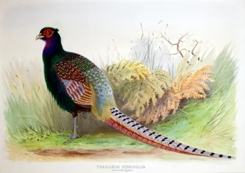 Phasianus Versicolor, ca. 1896-1921